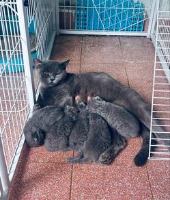 KUCING BSH BLUE(grey)
