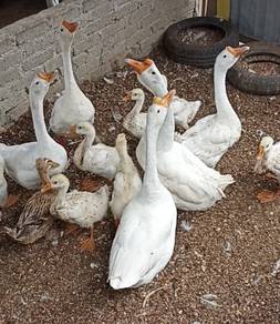 Angsa Putih/ white Goose for sale