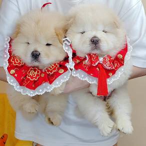 Chow Chow