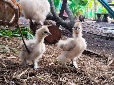 2 silkie chicks anak ayam silkie