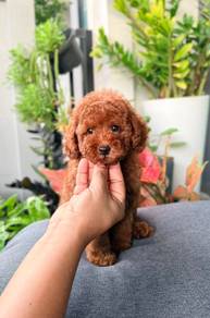 Red toy poodle 