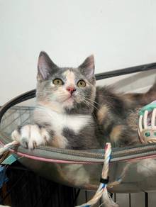 kitten betina