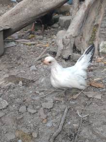 Ayam Katik Betina