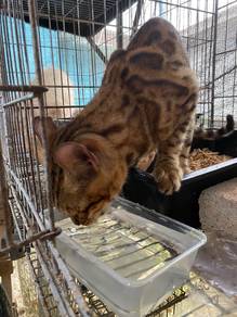 bengal betina