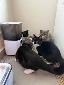 kucing untuk direhome