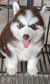 SIBERIAN HUSK PUPPIES 🌻 Boy~Girl Sb162