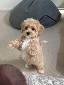 J1270 Round Maltipoo Maltese mix Poodle mix Short