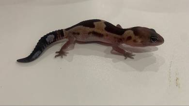 African Fat Tail Gecko Zulu Het Caramel