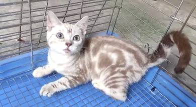 American short haired rare color