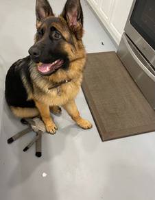 German Shepherd