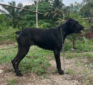 cane corso female