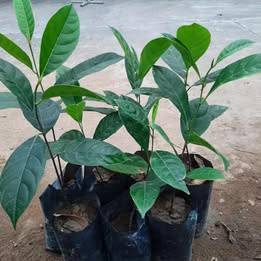Bibit nangka/Jackfruit seedling📲📞⬇BACA SBLM TNYA