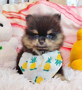 Pomeranian
