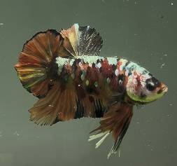 Betta Fish