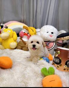 tiny poodle