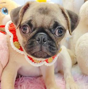 Pug