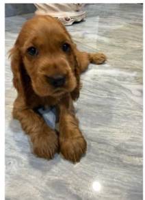 Cocker Spaniel Female