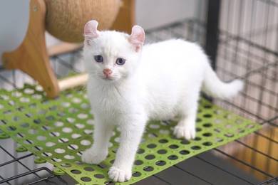 Munchkin Long Leg Solid White Male Kitten
