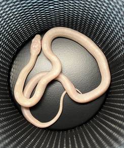 Blizzard cornsnake