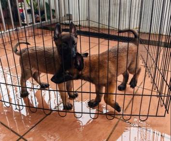 Belgian Shepherd