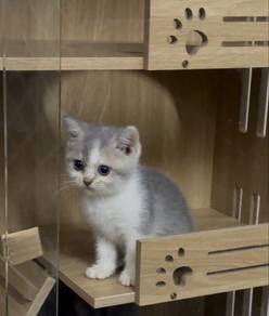 BSH bicolor kitten