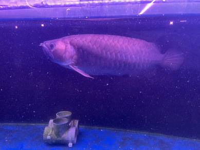 arowana semi 1ft 