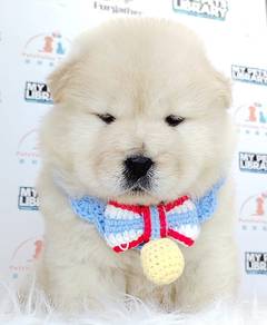 chow chow