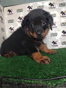 Rottweiler big bone quality with mka cert