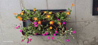 Japanese Roses in Pot