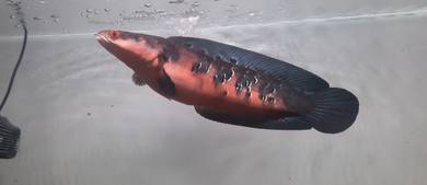 red barito