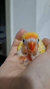 Cute Playful Baby Lovebird