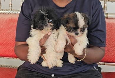 Tiny Shih tzu