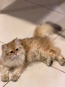 Golden British Longhair
