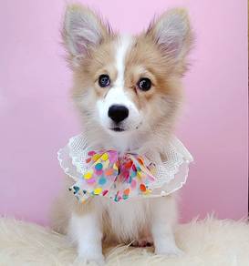 Corgi