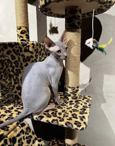 SPHYNX jantan