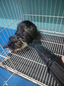 pet groomer runner KL/selangor