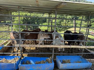 Jualan Sapi❗️🐂🐄