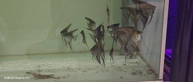 ownbreed premium angelfish