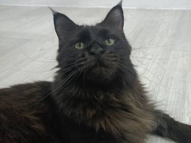 mainecoon male