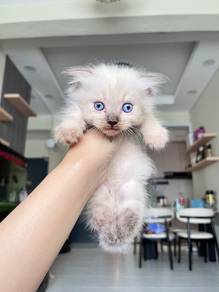 Munchkin Scottish Fold (Male)