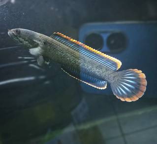 Channa limbata