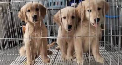 Golden retriever 4 month plus