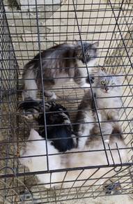 kucing parsi mix kucing siam persi