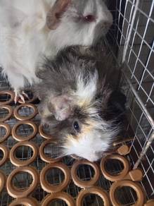 gunea pig baby