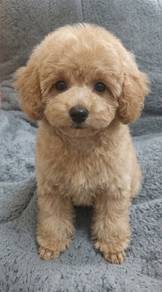 Toy Poodle Puppy