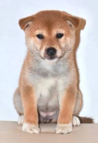 i19 Lovely Shiba Dog