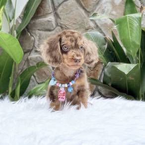 MINIATURE DACHSHUND Puppies D52  🐻 Good-looking M