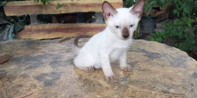 Kucing Siam S002