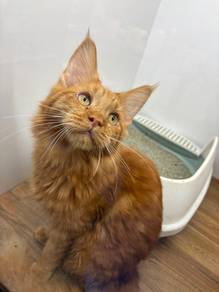 Mainecoon