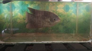 ikan kaloi